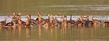 Plumed Whistling-Duck